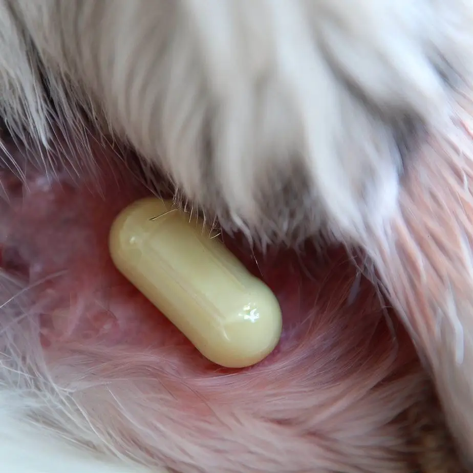 Antibiotic în infecția urinară la câini